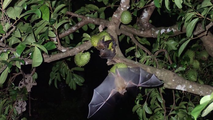 Bats Bats | Credits: Pexels